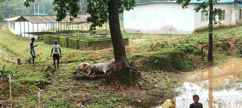 *Breaking jashpur:- आकाशीय बिजली की चपेट में आने से 4 मवेशियों की मौत...* 1 IMG20250719152307